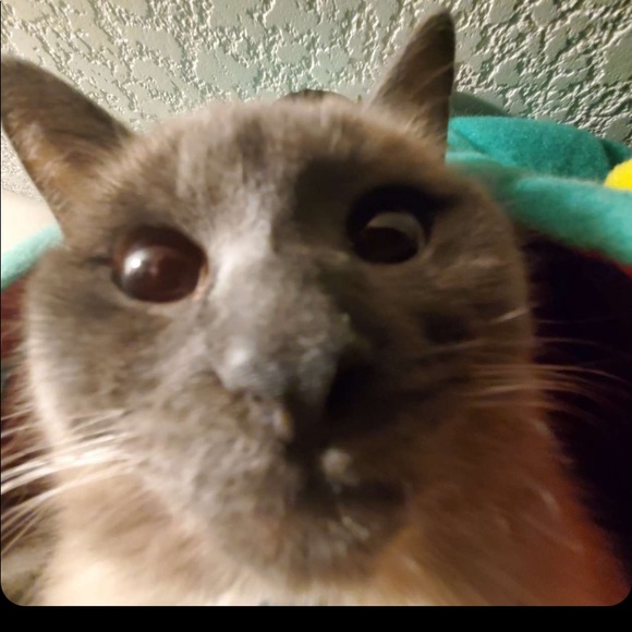 Meet your Posher, Connor - Picture 1 of 1